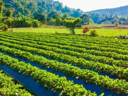 Agricultural Irrigation